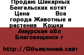Продаю Шикарных Бенгальских котят › Цена ­ 17 000 - Все города Животные и растения » Кошки   . Амурская обл.,Благовещенск г.
